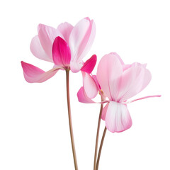 Naklejka premium Beautiful Pink and White Botanical Flower Close-Up on Black Background - Perfect for Nature and Floral-Themed Projects