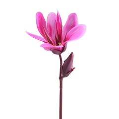 Obraz premium Beautiful Botanical Flower with Vibrant Pink Petals Isolated on Black Background - Perfect for Nature and Floral Stock Photography