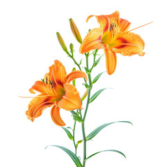 Stunning Botanical Photograph of Beautiful Orange Lilies in Full Bloom with Green Stems and Buds