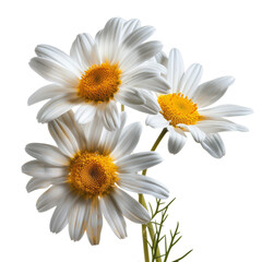 Obraz premium Beautiful White Daisies in Bloom - High-Resolution Botanical Stock Photo for Nature and Floral Enthusiasts