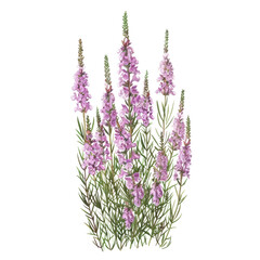 Naklejka premium Beautiful Botanical Illustration of Pink Flowers with Green Stems - Perfect for Nature and Floral Designs