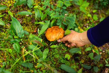 Hand picking mushroom in forest