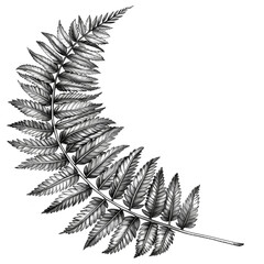 Beautiful Botanical Flower Illustration with Detailed Petals and Leaves in Black and White