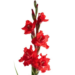 Fototapeta premium Beautiful Red Gladiolus Flower Botanical Close-Up with Black Background - Vibrant Floral Photography for Nature and Garden Enthusiasts