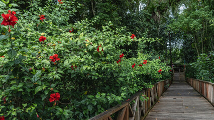 A boardwalk with a railing runs through the tropical park. A lush hibiscus bush with bright red...