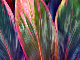 colourful hawaiian ti plant foliage, tropical plant growing for garden ornamental © andy0man