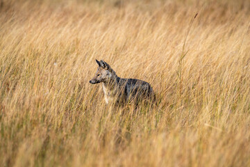 The side-striped jackal, is a canine native to central and southern Africa. The side-striped jackal primarily dwells in woodland and scrub areas