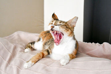 Yawning cat. Calico cat sitting on sofa. Happy pet at home. 