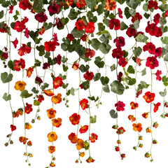 Vibrant Hanging Flowers Against Black Background - Perfect for Home Decor, Nature Themes, and Floral Designs