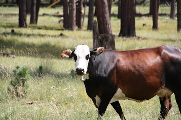 Fototapeta premium cow in a field