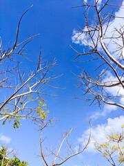 tree branches against blue sky, tree and blue sky, tree in the sky, tree against sky, tree in dry season, summer tree