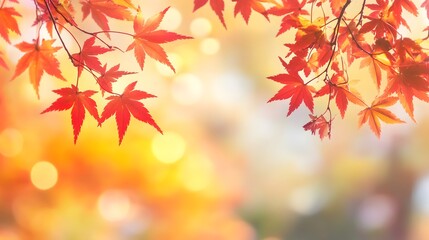 autumn theme bokeh golden hour