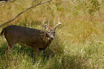 The white-tailed deer or Virginia deer (Odocoileus virginianus) Natural scene from  Wisconsin state forest.