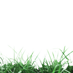 Lush Green Grass Blades Against a Black Background - Nature, Freshness, and Simplicity