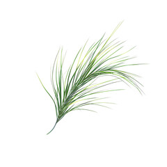 Fototapeta premium Close-Up of a Single Pine Needle Branch Isolated on a White Background
