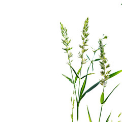 Fototapeta premium Close-up of Green Grass Stalks Against a Clear Blue Sky on a Sunny Day