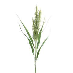 Naklejka premium Close-up of a Single Green Plant Isolated on Black Background with Detailed Leaves and Seed Head