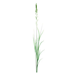 Close-Up of a Single Green Grass Stem Isolated on Black Background