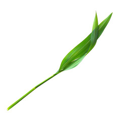 Single Green Bamboo Leaf Isolated on Black Background, Minimalist Nature Concept, Botanical Photography for Design Projects