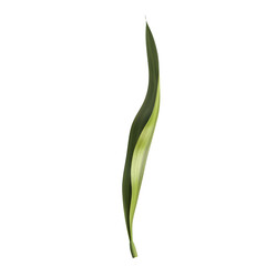 Single Green Leaf Isolated on Black Background, Minimalist Nature Concept, Botanical Art, Close-Up Detail, High-Resolution Image