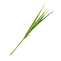 Fototapeta premium Single Green Grass Blade Isolated on White Background - Nature, Simplicity, and Minimalism Concept