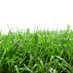 Fototapeta premium Fresh Green Grass with Dew Drops on Blades in a Close-Up View Against a Black Background