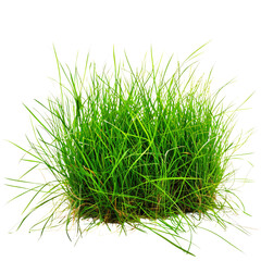 Lush Green Grass Isolated on Black Background - Fresh and Vibrant Nature Element for Design and Decoration