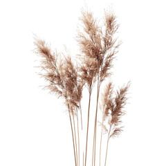 Elegant Pampas Grass Stalks Isolated on White Background for Home Decor and Design Projects