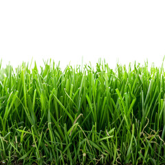 Fototapeta premium Close-Up of Fresh Green Grass Blades Isolated on White Background