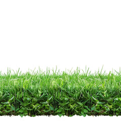 Fototapeta premium Lush Green Grass with Fresh Vegetation Isolated on Black Background for Nature and Landscaping Themes