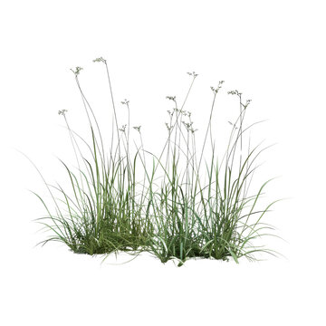Lush Green Grass with Delicate Flowering Stems Isolated on Transparent Background