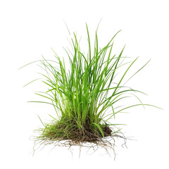 Obraz premium Fresh Green Grass Clump with Roots Isolated on White Background for Nature and Gardening Concepts