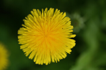 A view of a blooming yellow dandelion flower  on a meadow in spring