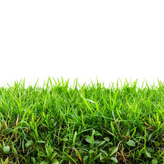 Fototapeta premium Lush Green Grass with Clovers on Black Background - Perfect for Nature and Gardening Themes