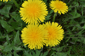 A view of a blooming yellow dandelion flower  on a meadow in spring