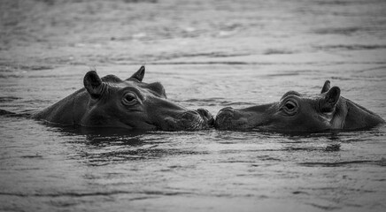 The hippopotamus, hippopotamuses or hippopotami, Hippopotamus amphibius, also shortened to hippo,...