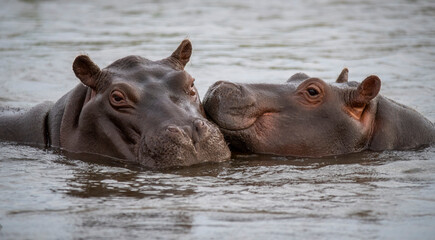 The hippopotamus, hippopotamuses or hippopotami, Hippopotamus amphibius, also shortened to hippo, hippos, further qualified as the common hippopotamus, Nile hippopotamus, or river hippopotamus