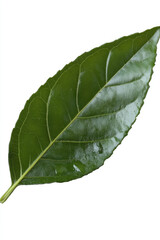 Obraz premium green leaf isolated on white