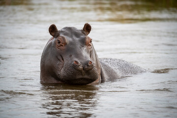 The hippopotamus, hippopotamuses or hippopotami, Hippopotamus amphibius, also shortened to hippo,...