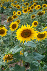 Obraz premium Sunflowers blooming in the agricultural field. Close up. Detail.