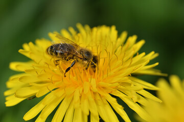 Bee collects pollen from a yellow dandelion fruit garden