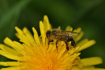 Bee collects pollen from a yellow dandelion fruit garden