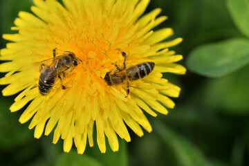 Macrophotography of bee polinating the dandelion flower in blossom