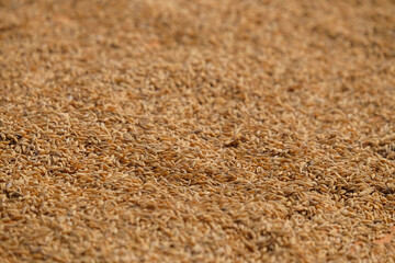 Abstract shapes, patterns, textures of rice seeds dried in the sun. Drying rice seeds before processing. Abstract shapes, patterns and textures of brown rice seeds for graphic design