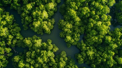 Naklejka premium Aerial top view of mangrove forest. Drone view of dense green mangrove trees captures CO2. Green trees background for carbon neutrality and net zero emissions concept. Sustainable green environment. 