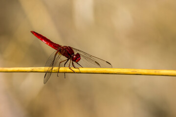 a red dragonfly (crocothemis servillia) perched on dry grass