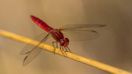 a red dragonfly (crocothemis servillia) perched on dry grass