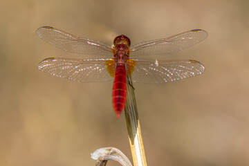 a red dragonfly (crocothemis servillia) perched on dry grass