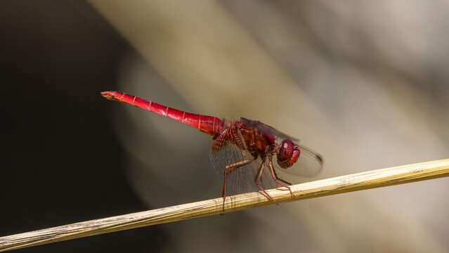 a red dragonfly (crocothemis servillia) perched on dry grass