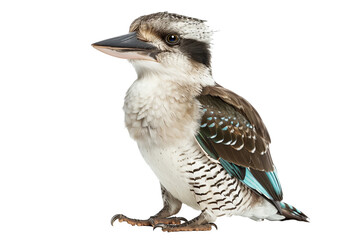 kookaburra bird isolated on transparent background png